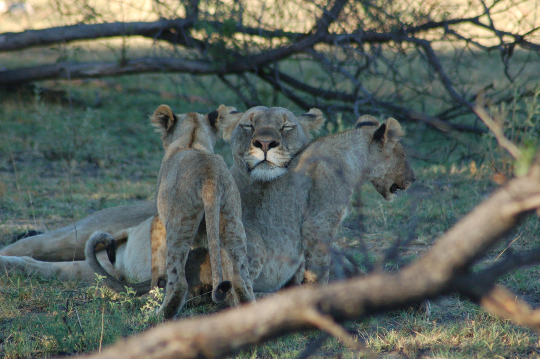 Lioness with cubs, South Africa