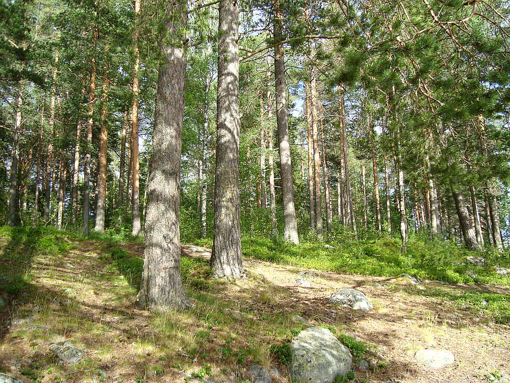 Shades of green, Lulea, Sweden