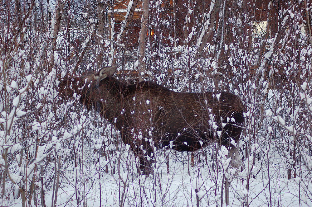 A moose in the backyard, Alta