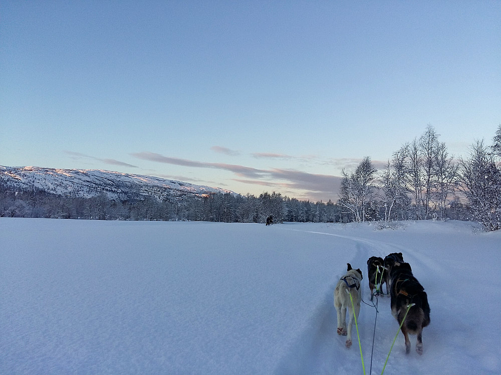 Dog sledding, Alta