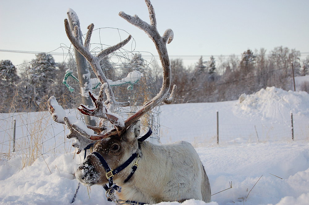 White reindeer