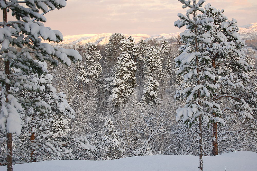 Pink hour in Alta