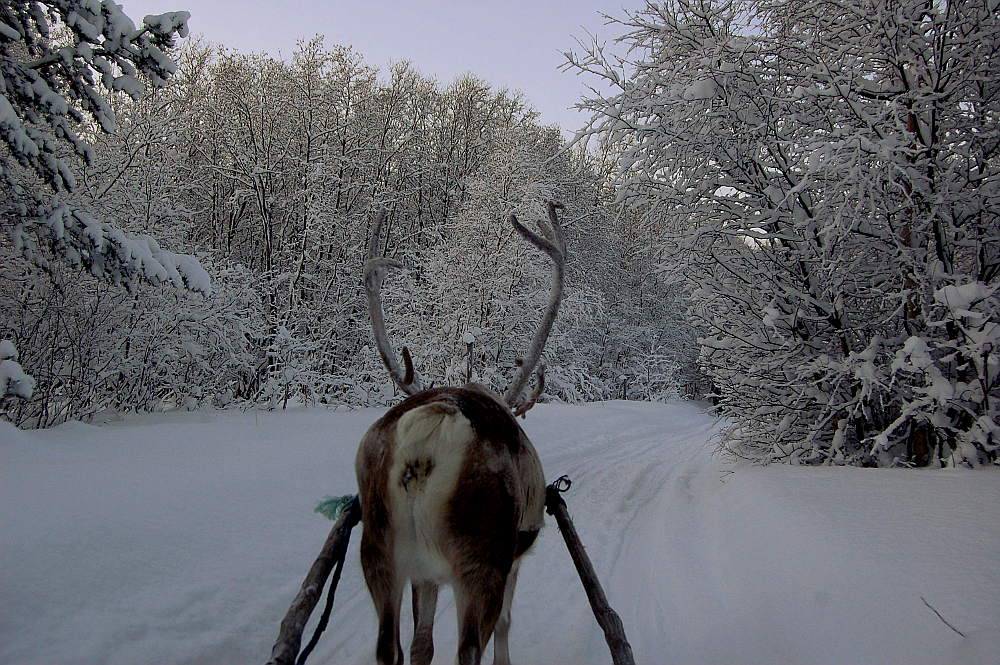 Ridind a reindeer, Alta