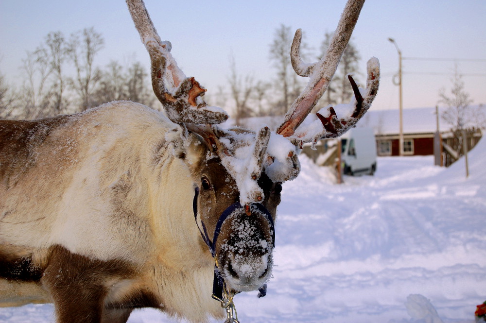 Reindeer closeup, Alta
