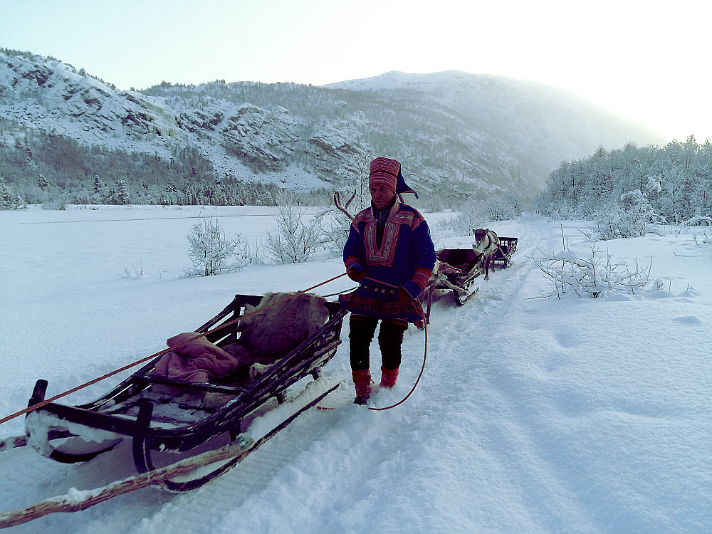 A Sami and his reindeer