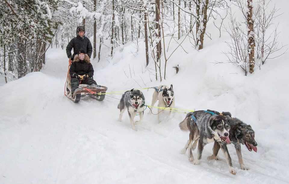 Dog sledding in Alta