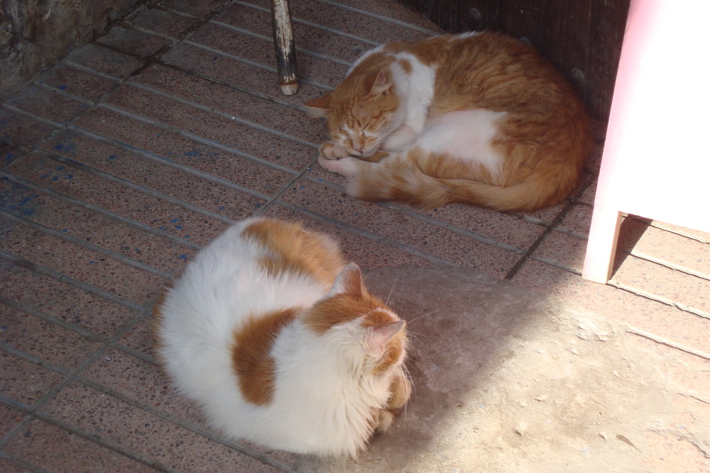 Two sleeping ginger cats