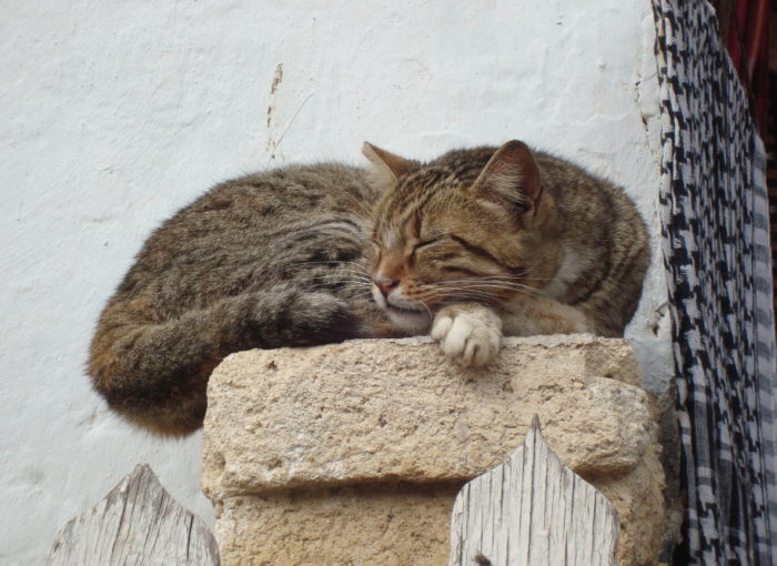 On a pedestal-cat